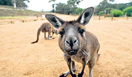 Australia wildlife